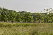 Een fruitboomgaard in Landgoed Oostbroek