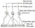 Sơ đồ các tế bào thần kinh khứu giác. Mitral cell: Tế bào mũ ni; Glomeruli: Tế bào hạt; Olfactory epithelium: Biểu mô khứu giác