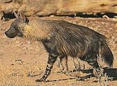 Brune hyena (Parahyaena brunnea)