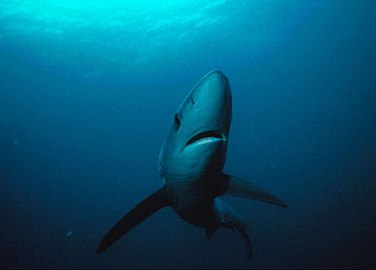 Глава плаве ајкуле одоздо