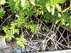 Feuilles et racines, en Martinique.