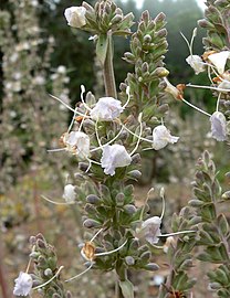 Salvia apiana