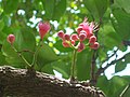 Fleurs de Syzygium moorei (Australie) poussant directement sur une branche horizontale