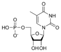 Timidina monofosfat TMP