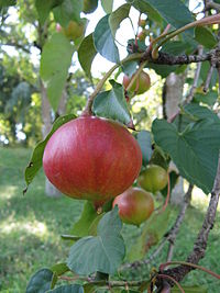 Reife Frucht des Tungölbaums (Vernicia fordii).