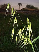 Panicule d'épillets (folle-avoine dont on distingue bien les « spigaous » individués retombants).