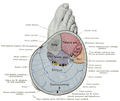 Cross-section through top third and second third of right leg.