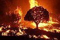 Image 2Wildfire burning in the Kaibab National Forest, Arizona, United States, in 2020. The Mangum Fire burned more than 70,000 acres (280 km2) of forest. (from Wildfire)