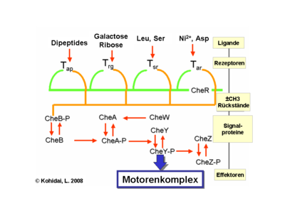 Signaltransduktion-Bakterien