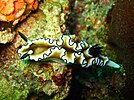 Glossodoris atromarginata at Verde Island, the Philippines.