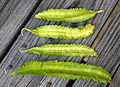 Winged bean pods