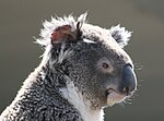 Koala en Sídney, Australia.