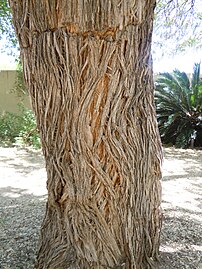 The bark on the main stems of older trees becomes furrowed or shredded and loses the stipular spines.