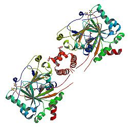 Hypoxie-induzierter Faktor 1, α-Untereinheit