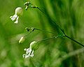 Silene vulgaris