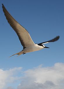 black seabird flying against blue sky