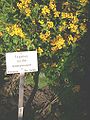 Tagetes lucida