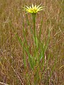 Tragopogon dubius