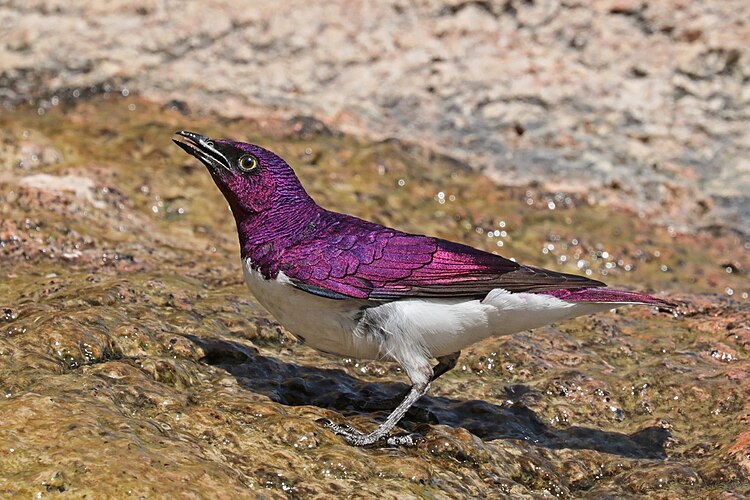 Самец аметистового короткохвостого скворца (Cinnyricinclus leucogaster)