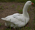 goose