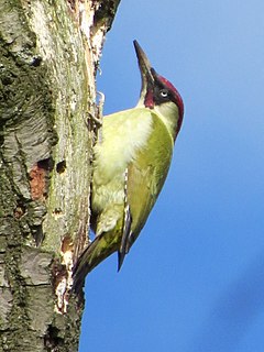 Зелен кълвач (P. viridis)