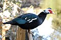 Moschusente im Homosassa Springs Wildlife State Park (Nikon D40x im 2010)