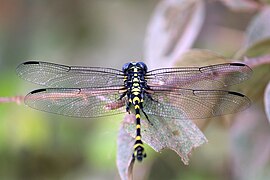 Ictinogomphus rapax (Lindeniidae)