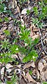 Galium odoratum