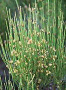 Ephedra viridis.