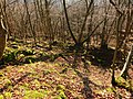 Burg Hopfach, Blick den Hang hinunter, Steinreste deutlich sichtbar