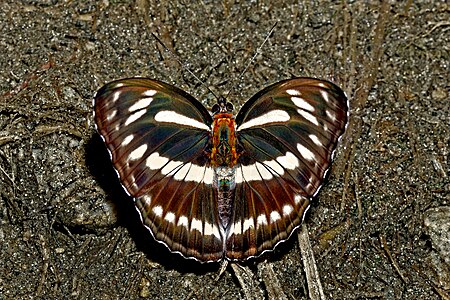 Dorsal view