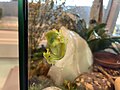 Powdered glass frog