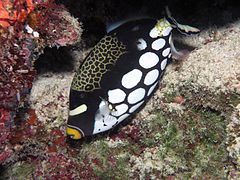 Baliste clown (Balistoides conspicillum)