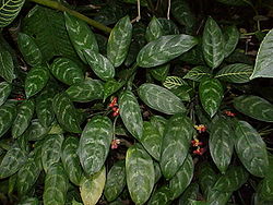 (Aglaonema commutatum)