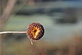 Infructescence, a cluster of achenes