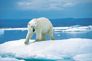 דוב קוטב - דוב שתפוצתו מוגבלת לאזור הארקטי.
