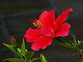 Đài hoa dâm bụt Hibiscus rosa-sinensis có tiền khai van nhưng tràng hoa có tiền khai vặn