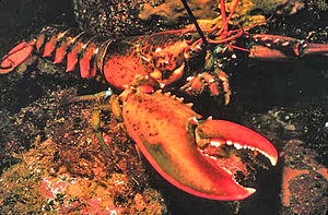 Amerikaneschen Homard