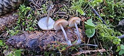 Käbimütsik (Mycena strobilicola) Foto: Sven Pruul