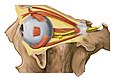 Gambar menunjukkan orbita dengan mata dan periocular lemak.