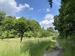 Große Streuobstwiese (Nordteil NSG)