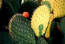 Opuntia ficus indica