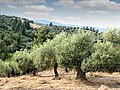 Image 3Olive trees in Pakistan (from Trees of Pakistan)