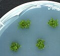 Axenische In-vitro-Kultivierung von Physcomitrella patens