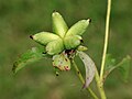 Kiinanpionin (Paeonia lactiflora) tuppilo