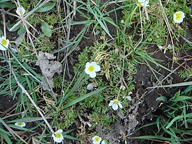 Lónasóley (Ranunculus trichophyllus)