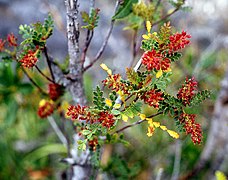 Weinmannia trichosperma.