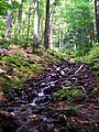 Freshwater stream in Stužica