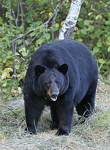 Ursus americanus, SUA