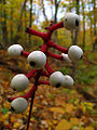 bacca di Actaea pachypoda